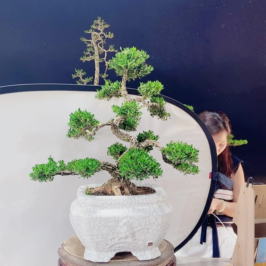 当前无花朵，栽培后可花朵