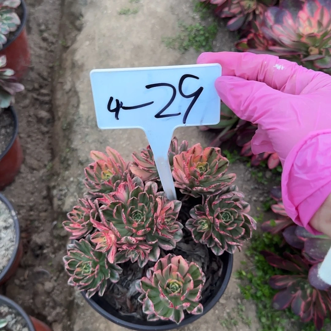 4-29甜茶 。。。。。。。。。。。。。。