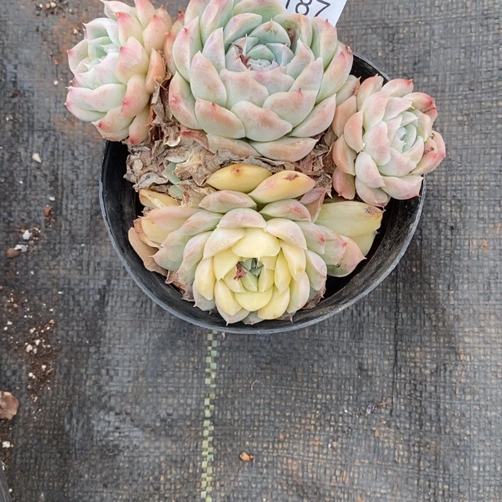倾***8精品多肉植物1187