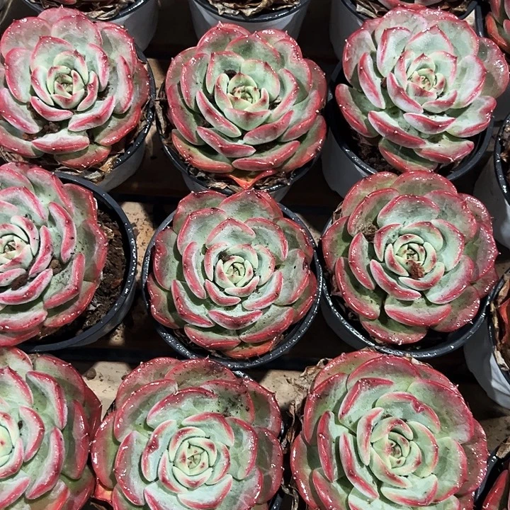 三文鱼     福利多多