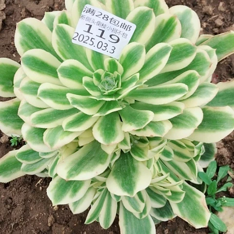 3.3-119迈巴赫多肉植物