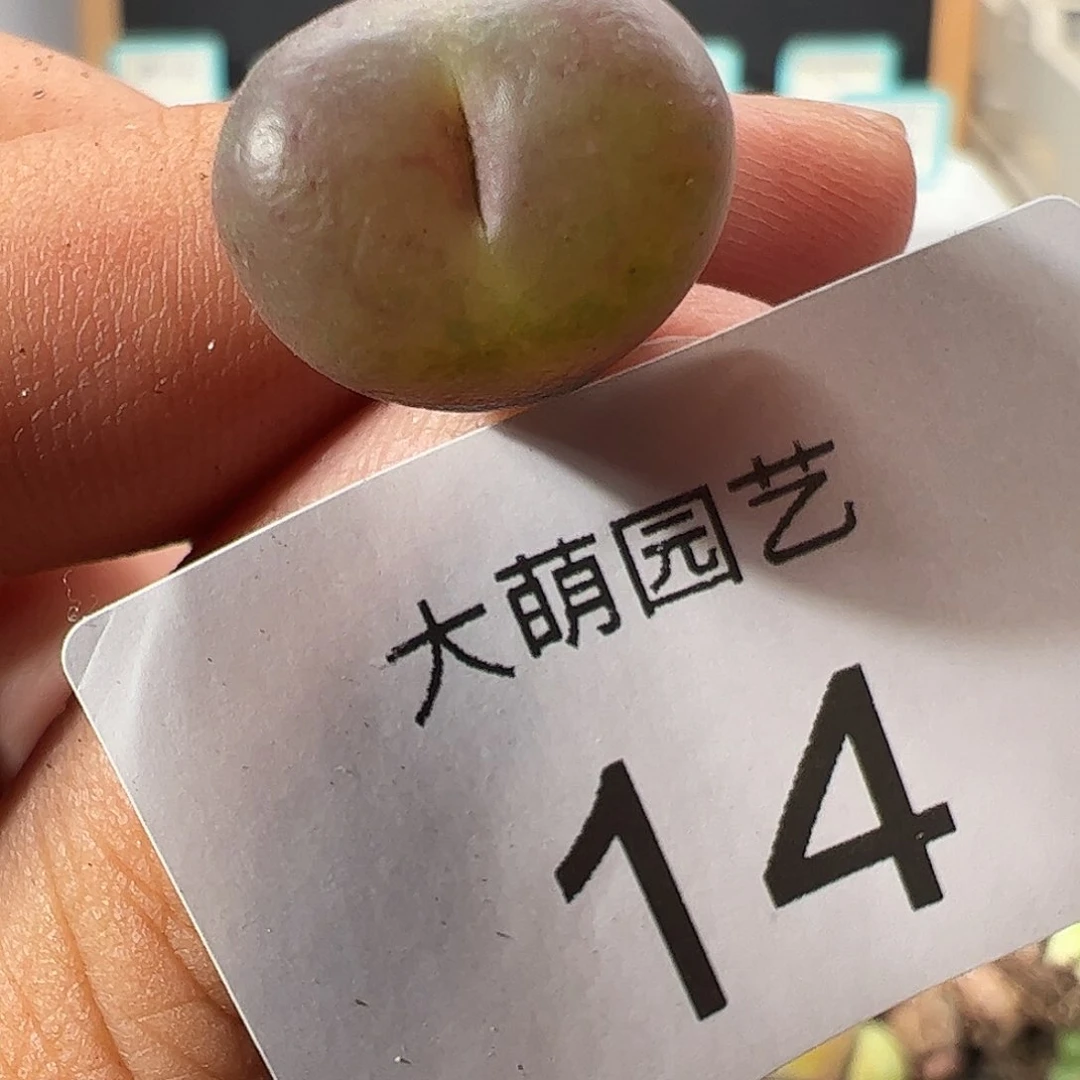 000014 一物一拍……