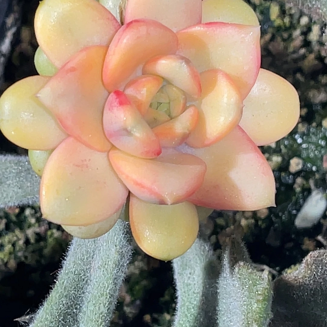 尚品园艺福利锦葡萄可落地