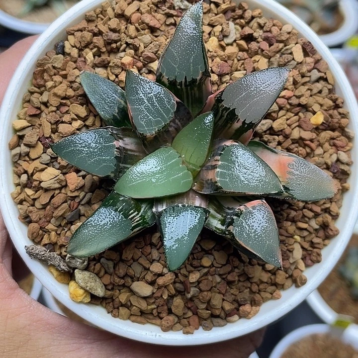 克锦十二卷多肉植物