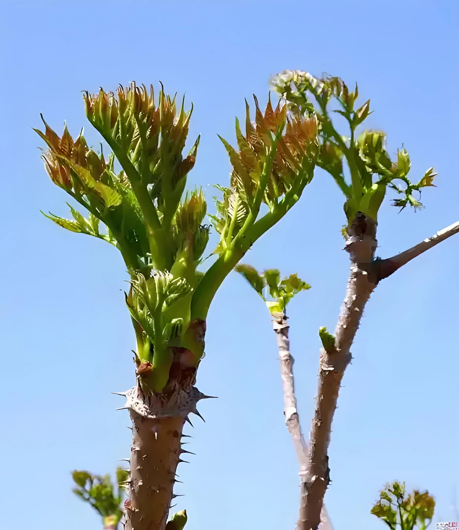 东北野生大山刺老芽，小嫩芽！