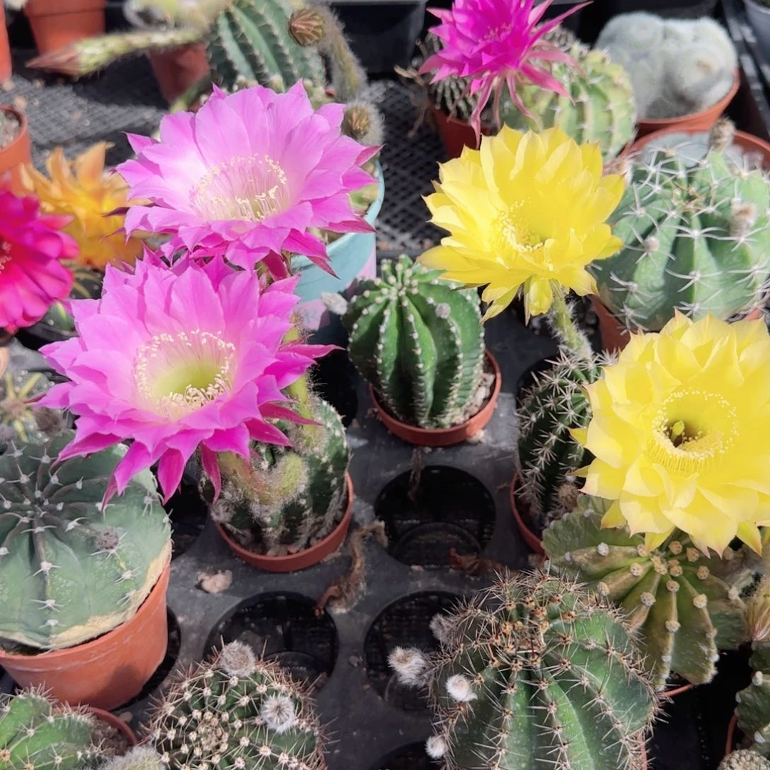 彩草大单头开花多肉植物