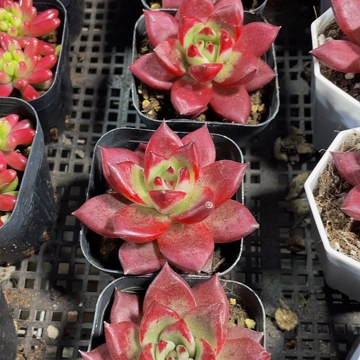 大罗宾带盆土发货