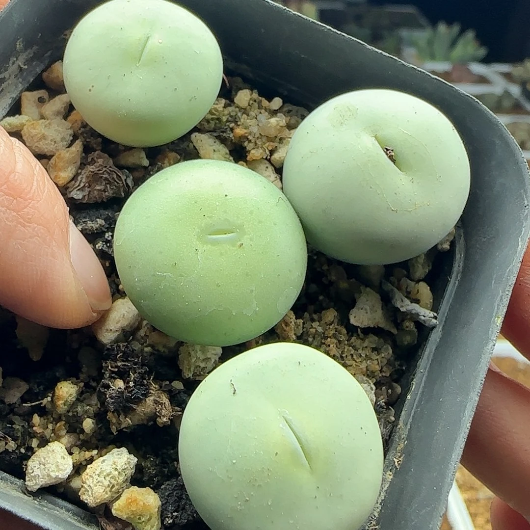 用****5年后脱土发货24835