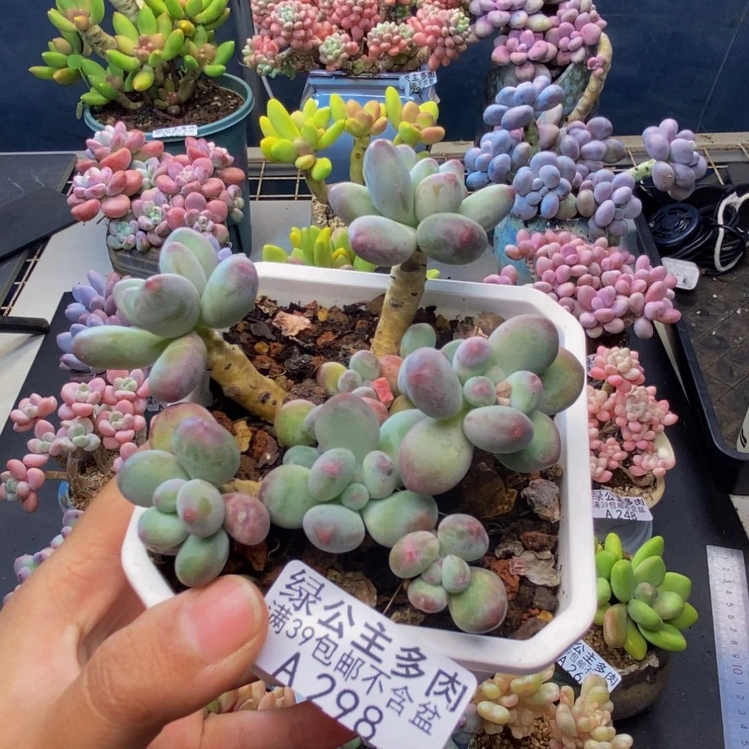 298苹果奶多肉7c m