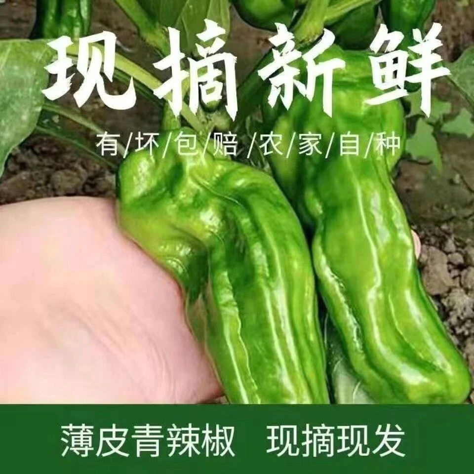 河南农家自种青椒泡椒微辣椒辣子鸡专用新鲜采摘3斤5斤农产品