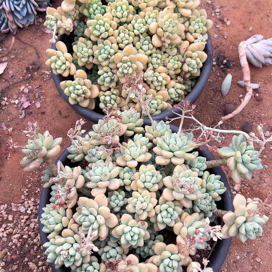 流*飞多肉植物一物一拍