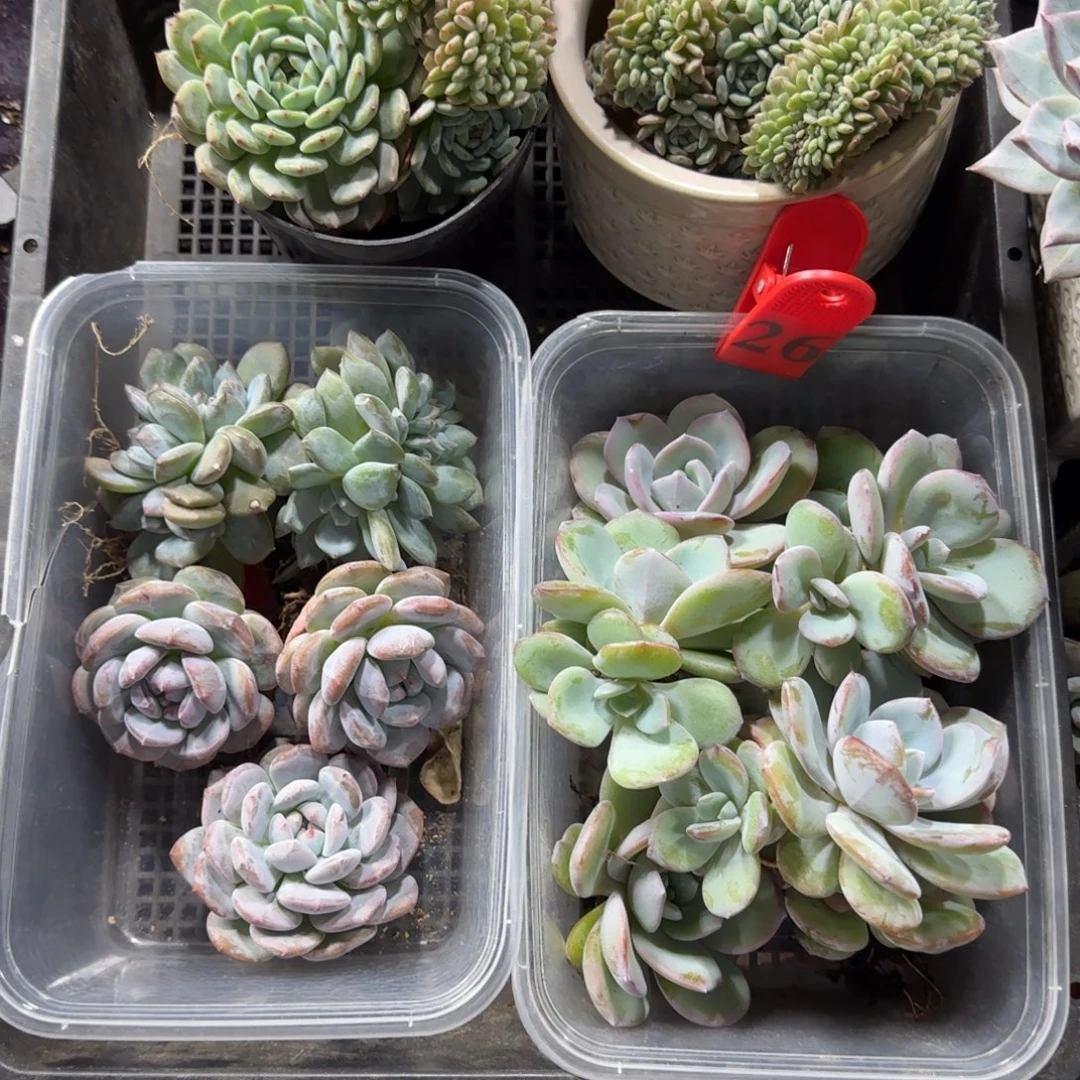 泡***糖一组泡泡专拍26号筐