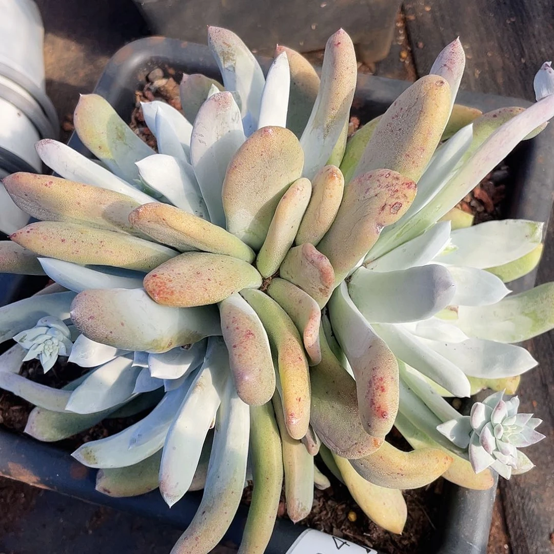 大老桩拇指群生0704