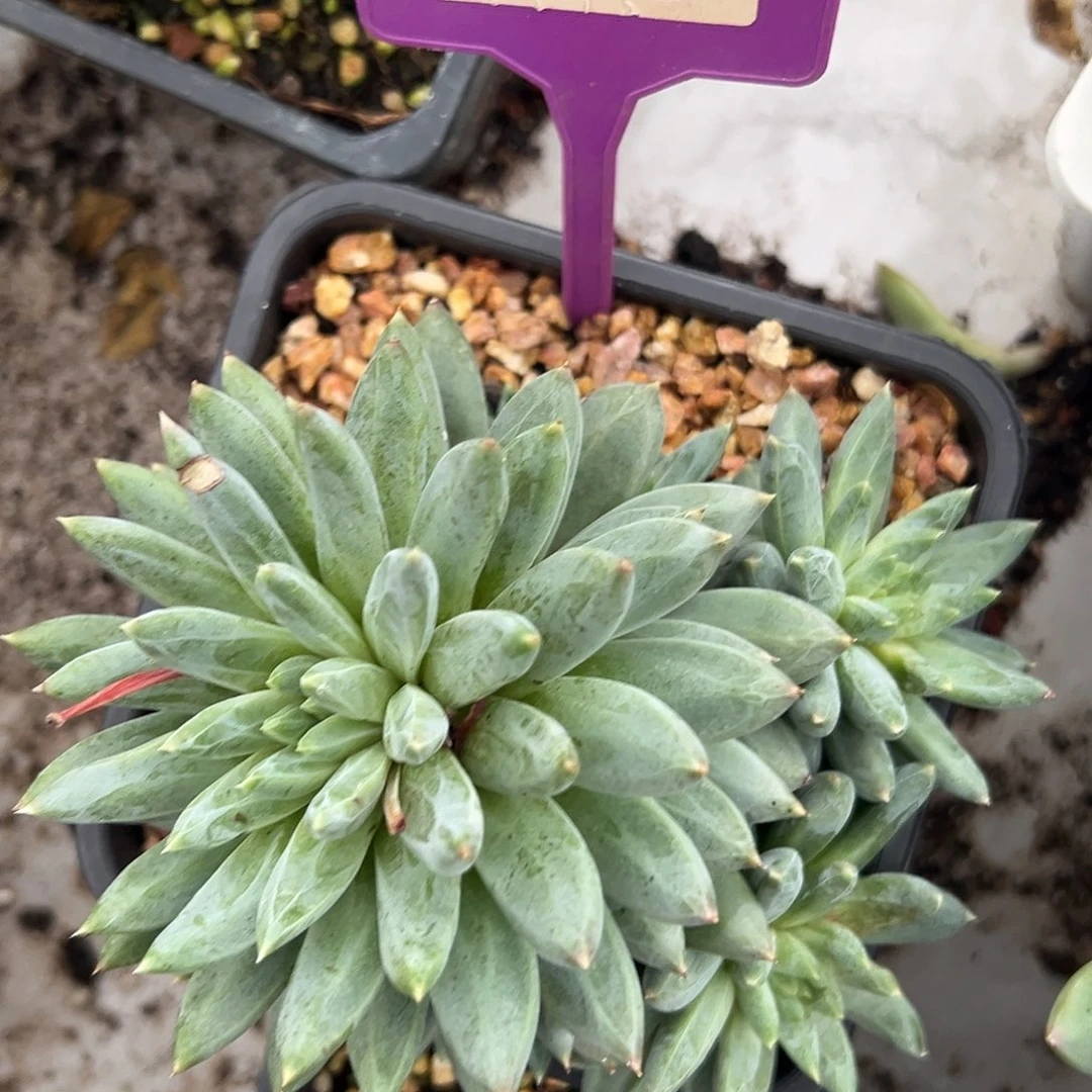 新品美人多肉植物338