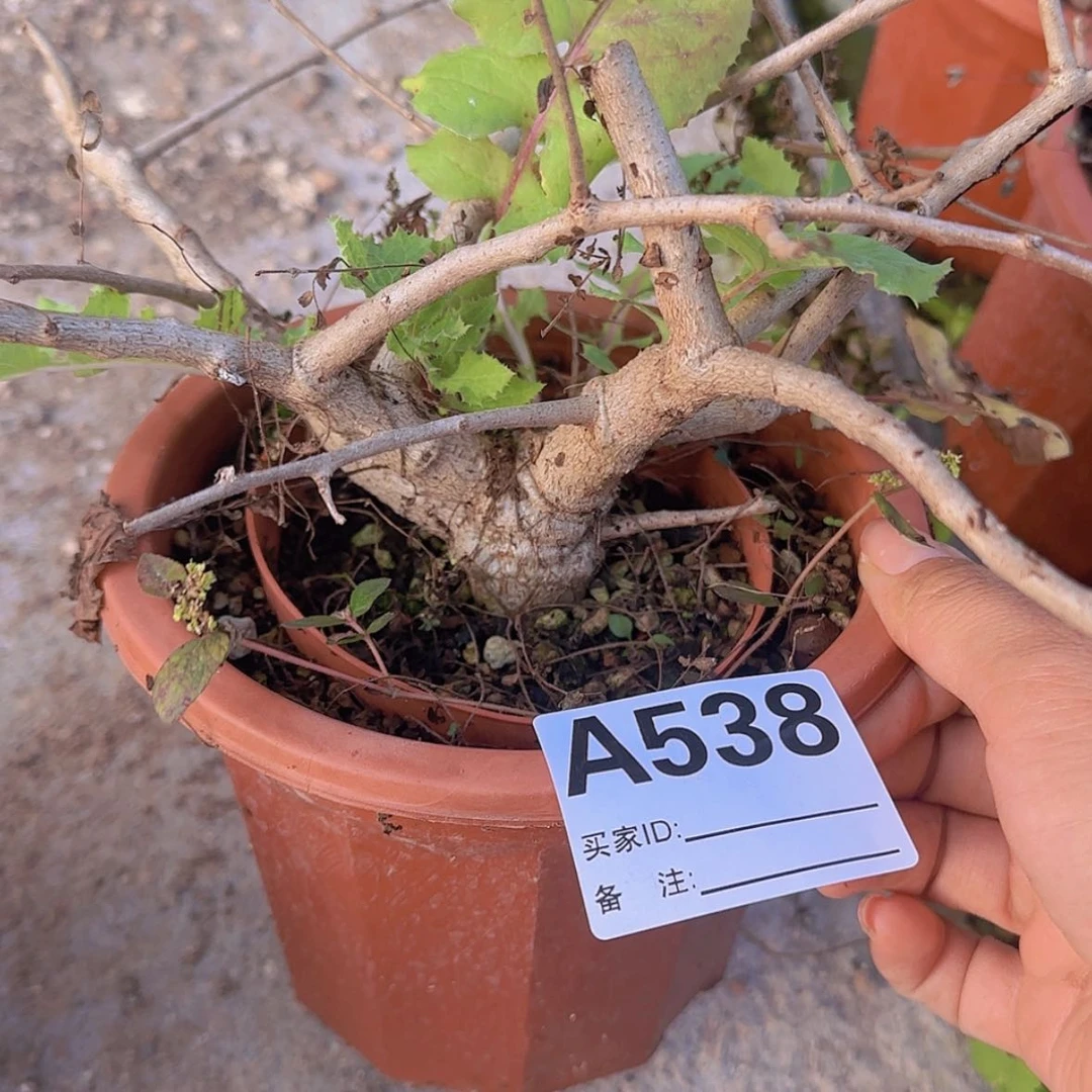 【闪购商品】波*块根植物