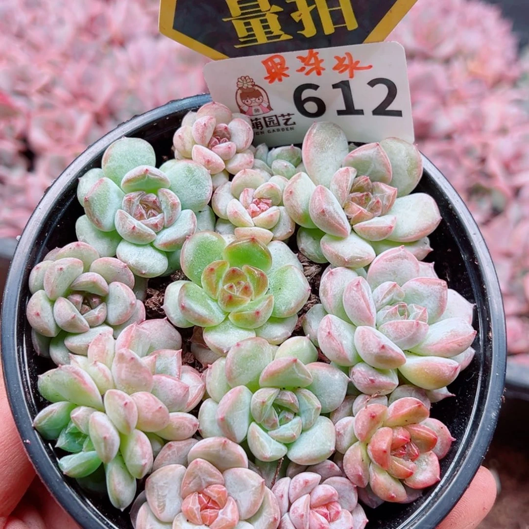 多肉植物多肉植物