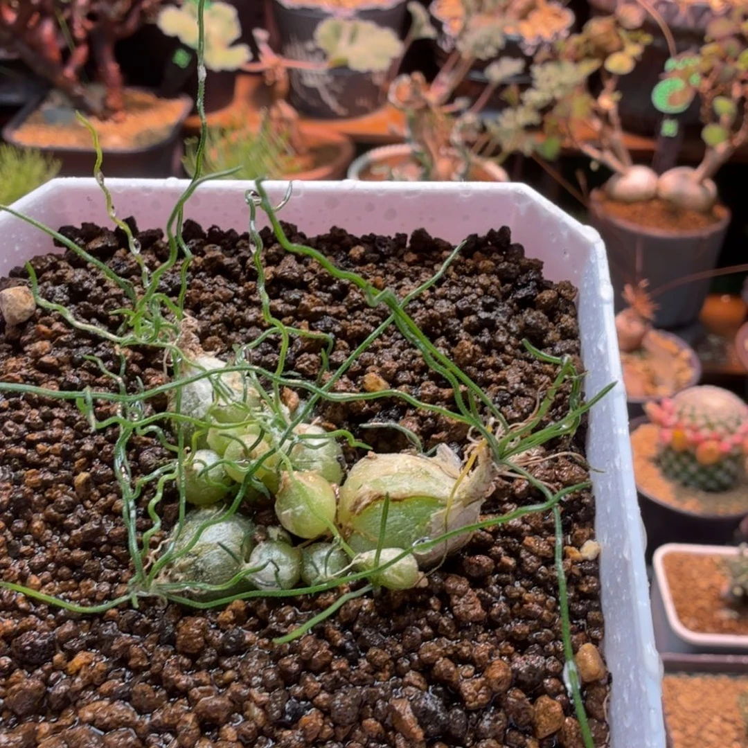 泰迪海葱351 仙人球