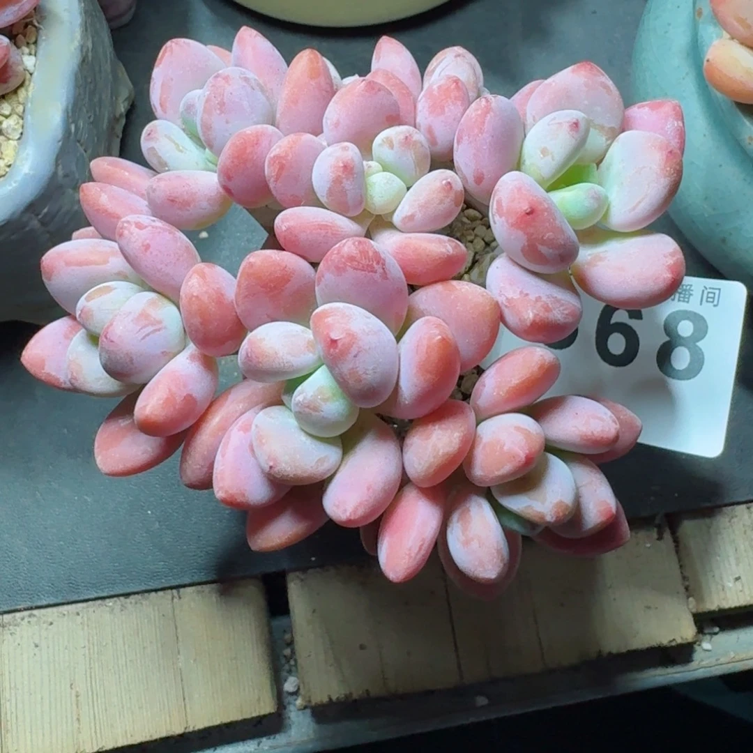 洛神丸叶          摇身一变高富帅，一夜暴富动作快