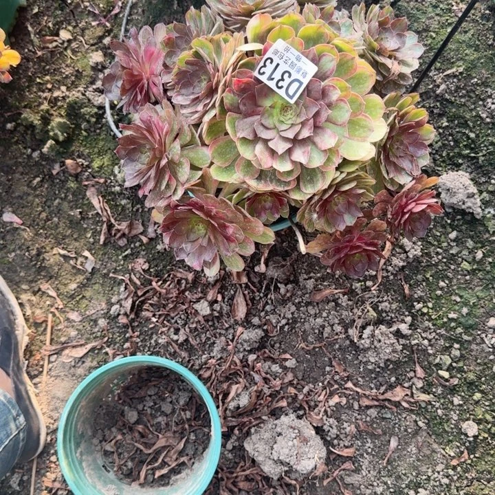 万七彩花25-30包邮花花