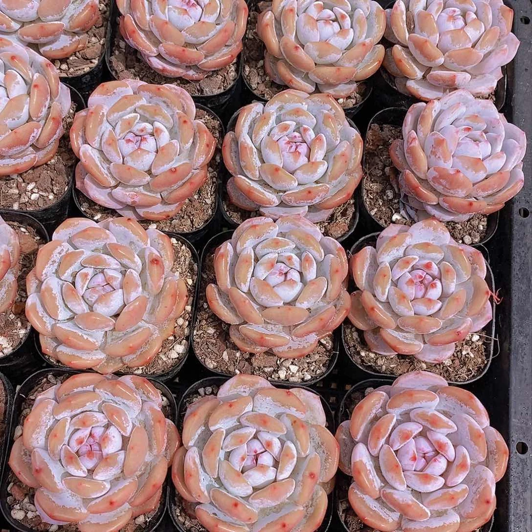 0621- 黑方星星橙单头福利2颗 开播福利