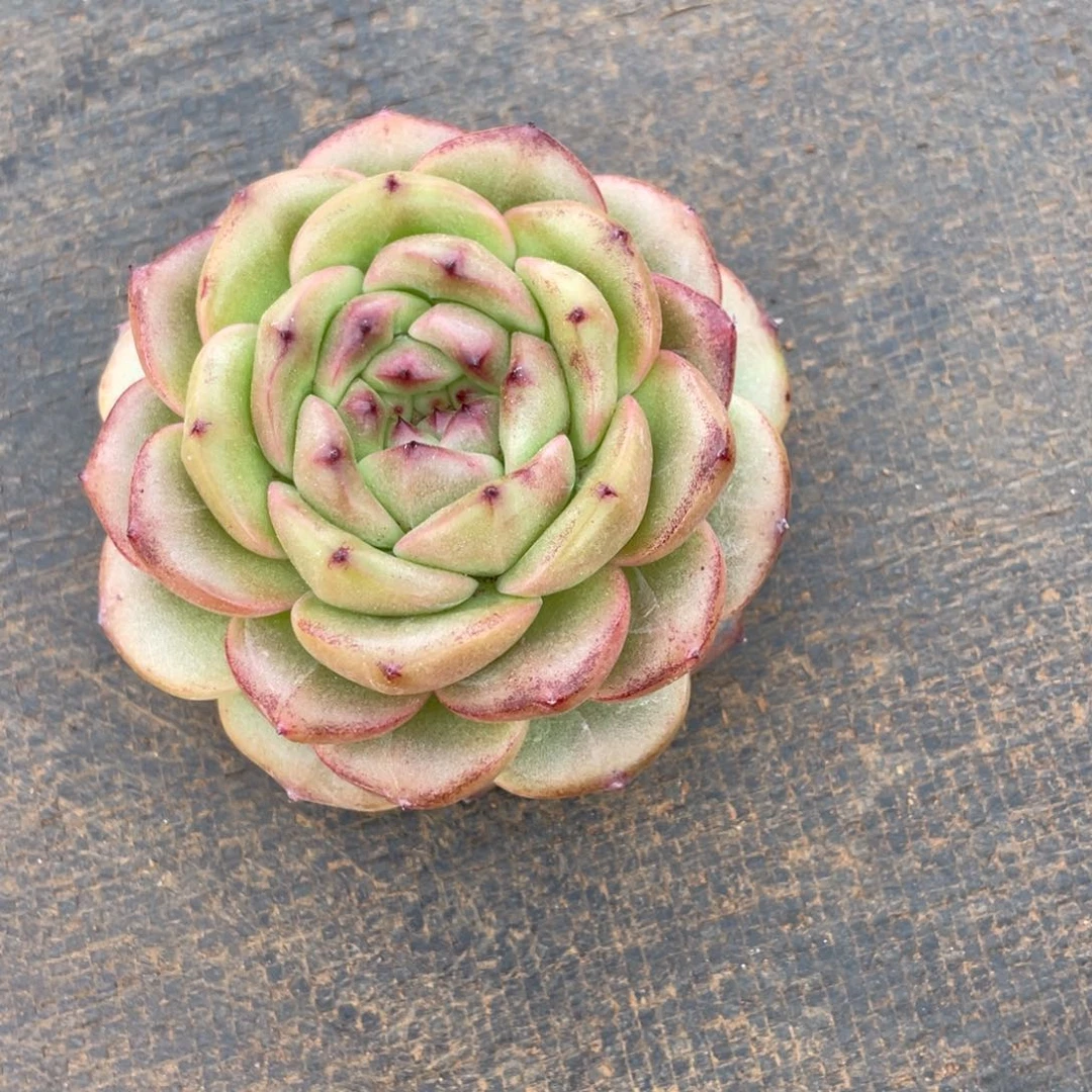 小**?姐姐说她真