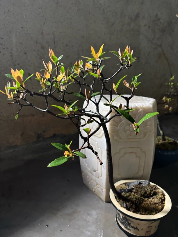 矮霸春花，枝爪老辣！