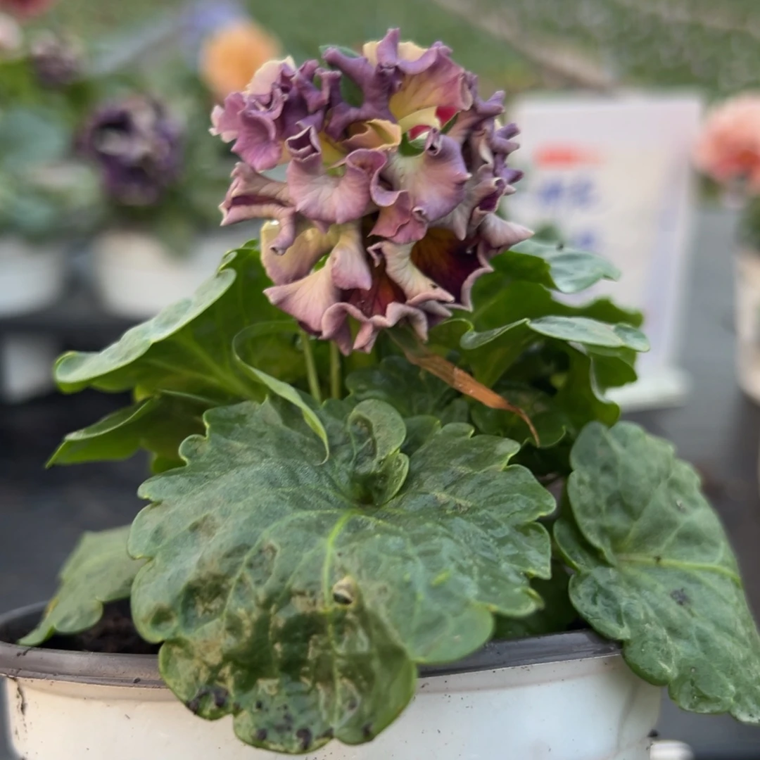 少量花朵（建议范围：2朵-5朵 或40%以下）332号