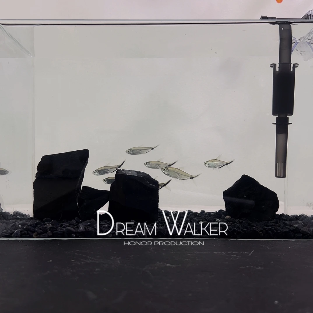 超白玻璃小型桌面斗鱼缸全套发货免换水恒温造景生态鱼缸