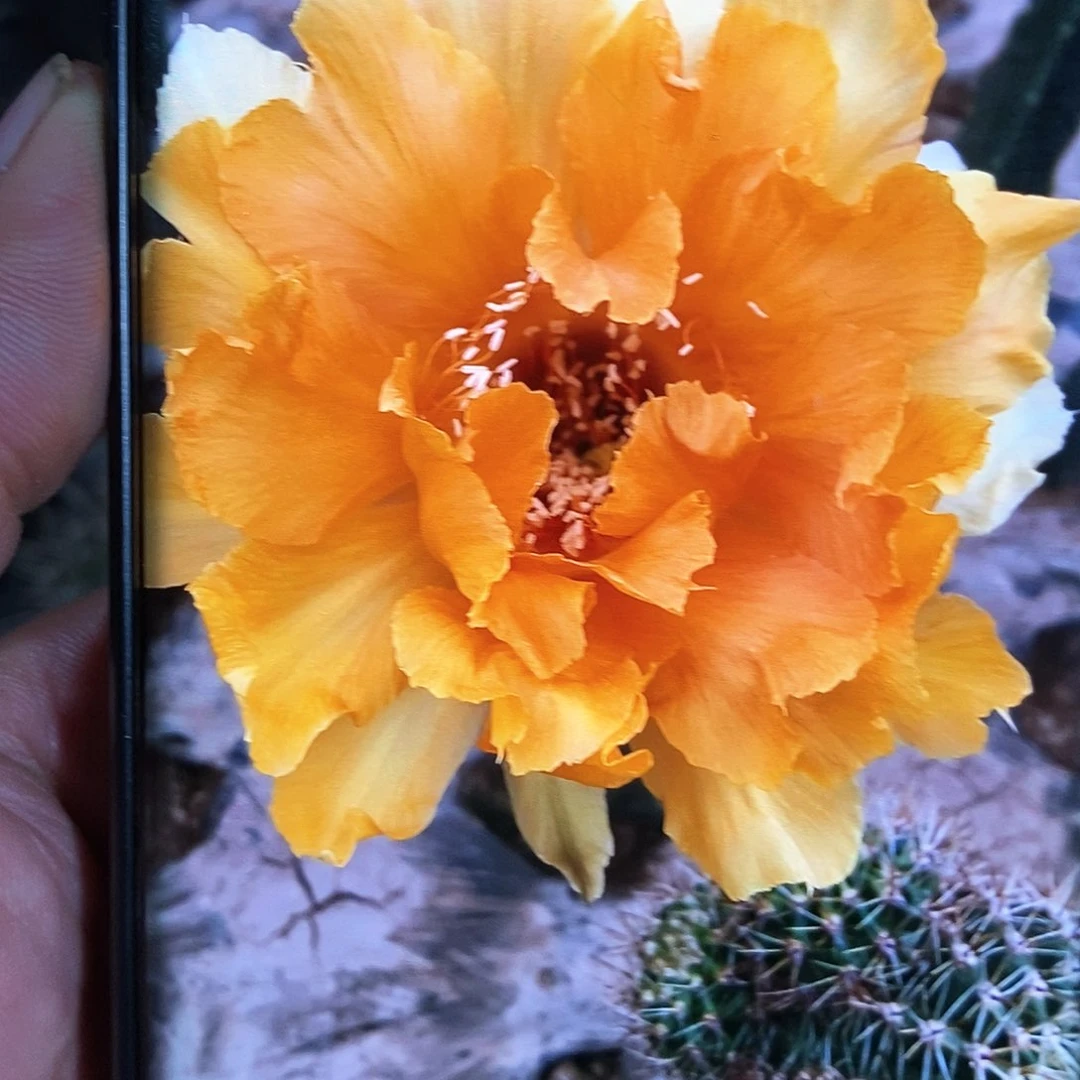 彩 美人鱼/侧芽歪20包邮/5公分