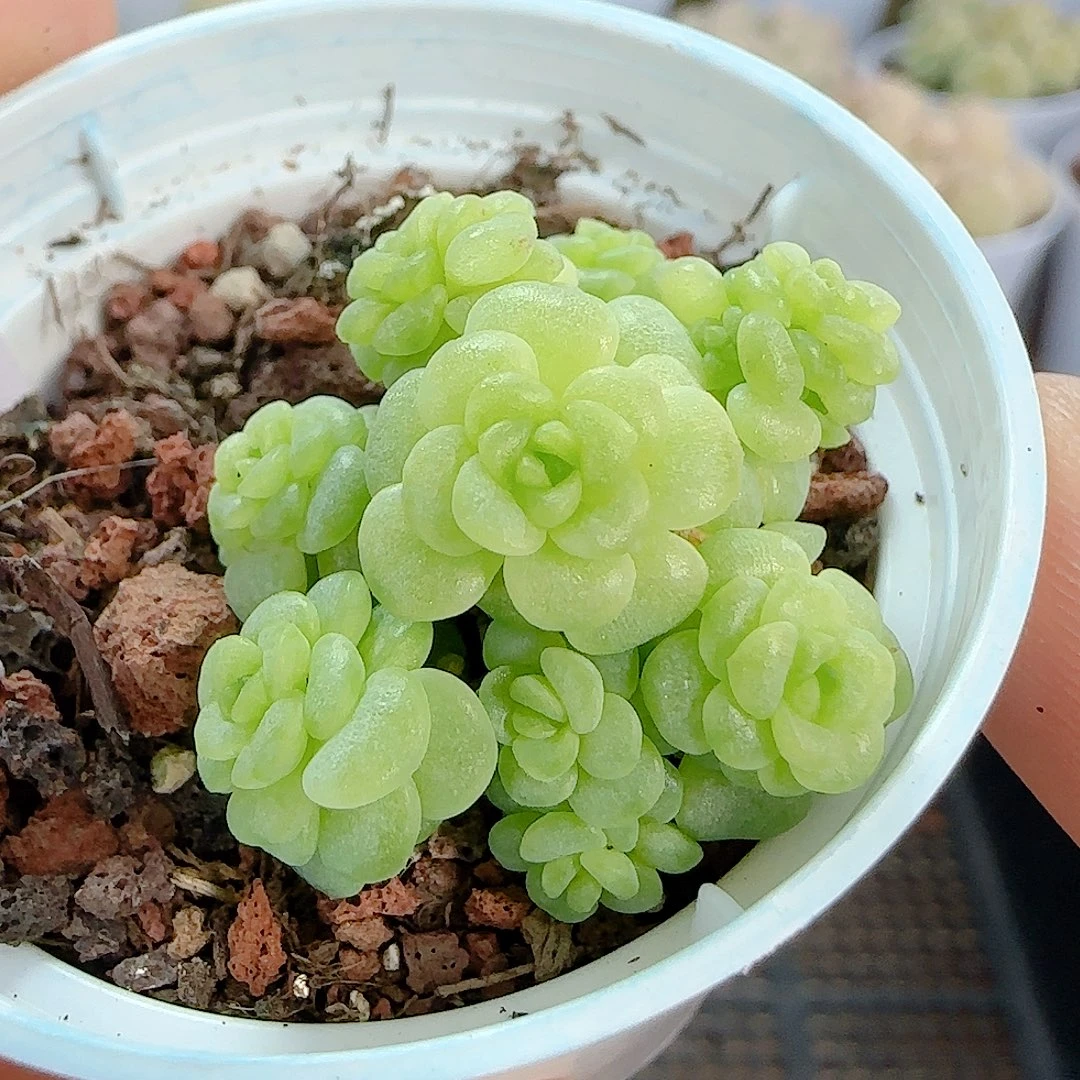 1211-94（绿珍珠）优选