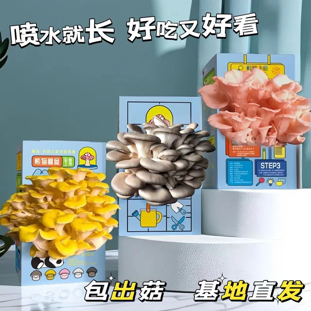 【买1发2包出菇】蘑菇种植盒儿童玩具植物生长观察日记科学小实验