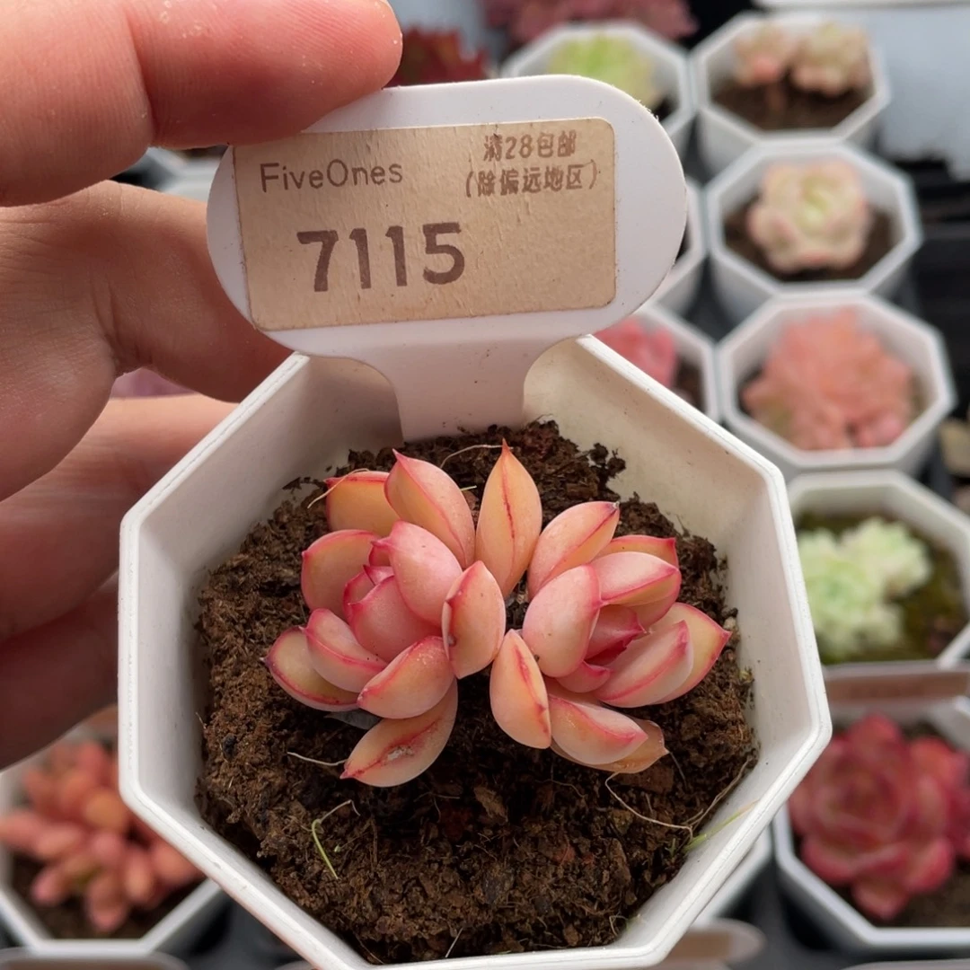 粉色知己7115-4.5厘米