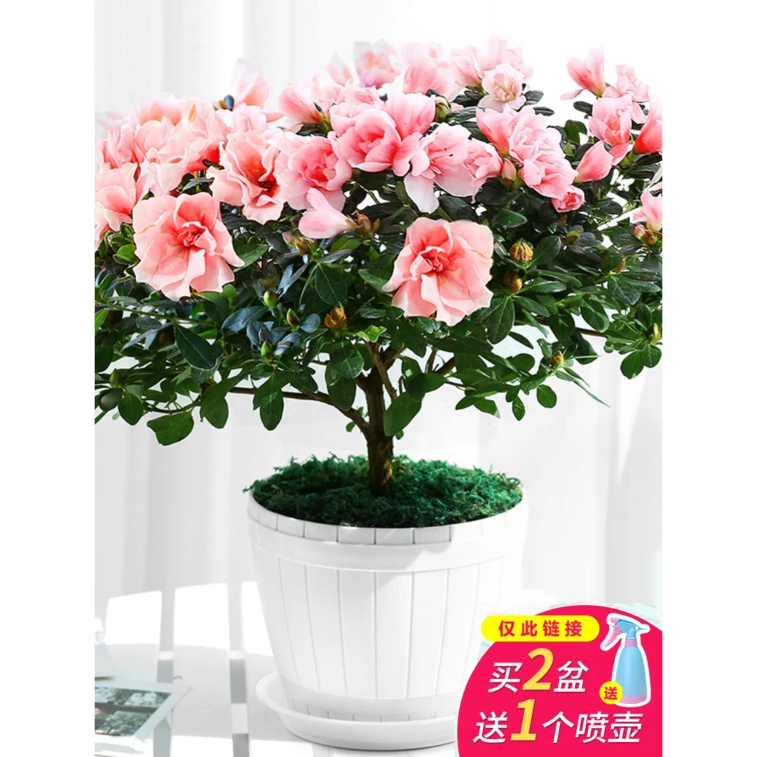 四季杜鹃带花苞发货室内阳台盆栽杜鹃花苗四季开花不断绿植花卉