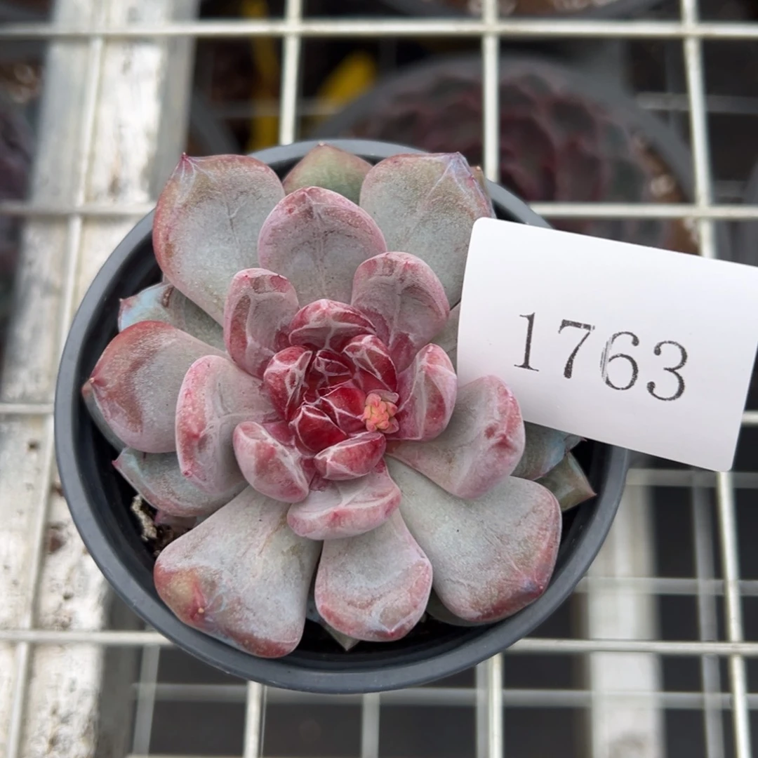 后***?1763肉肉肉肉肉肉肉