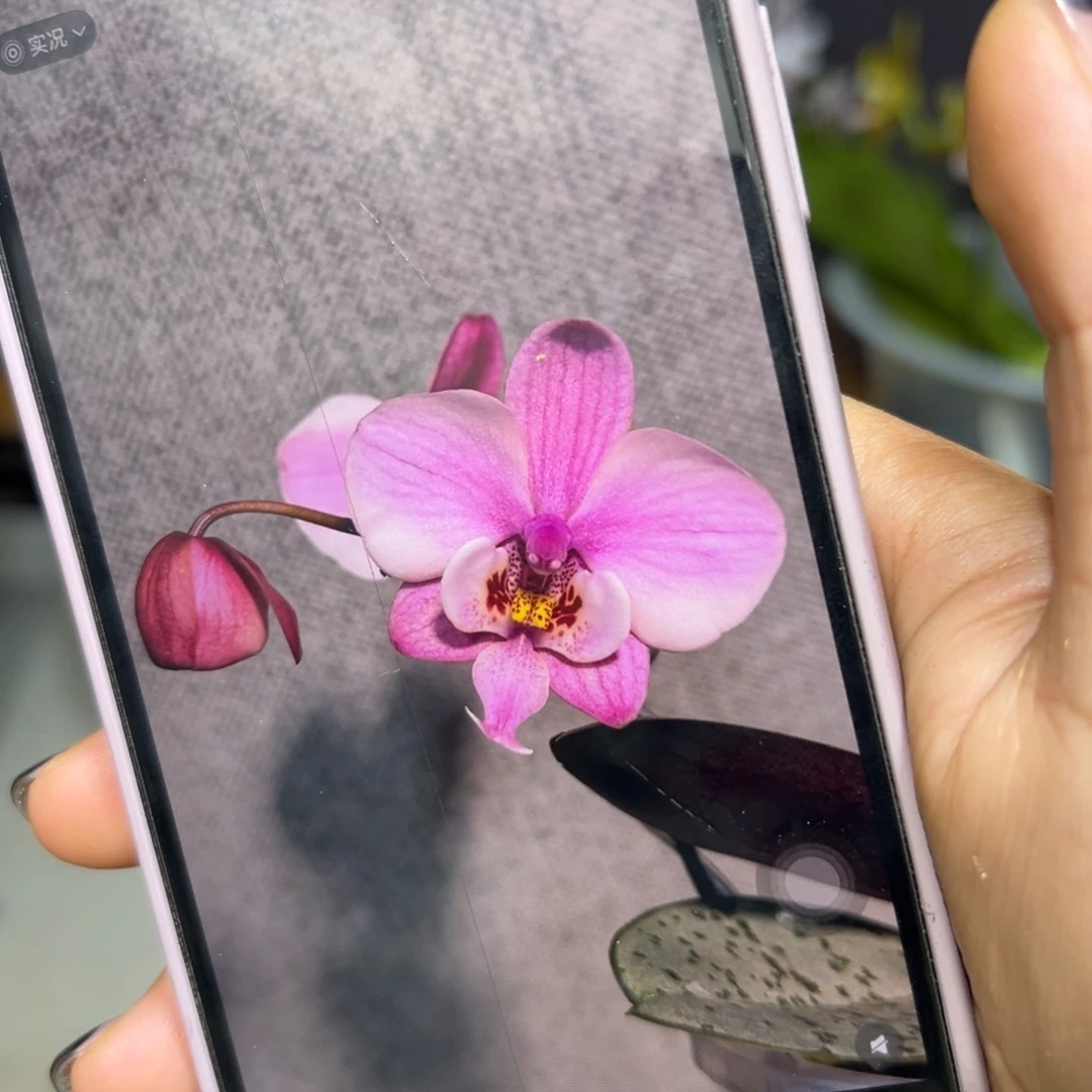 当前无花栽培后可以开花苏园929西蕾丽分生