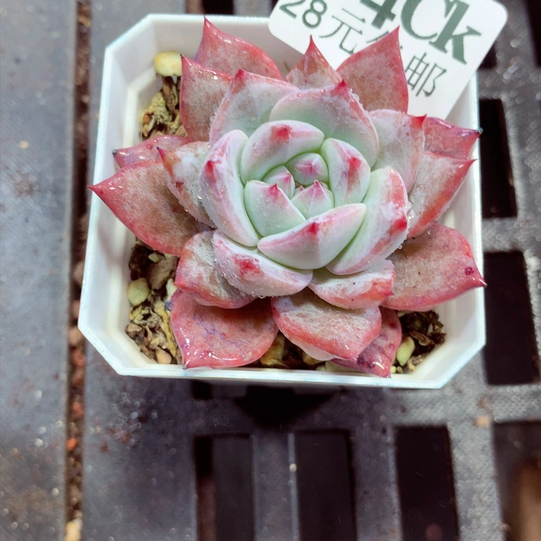 5厘米盆精控多肉704