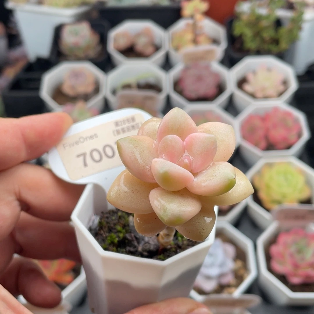 美杏锦7001-4厘米
