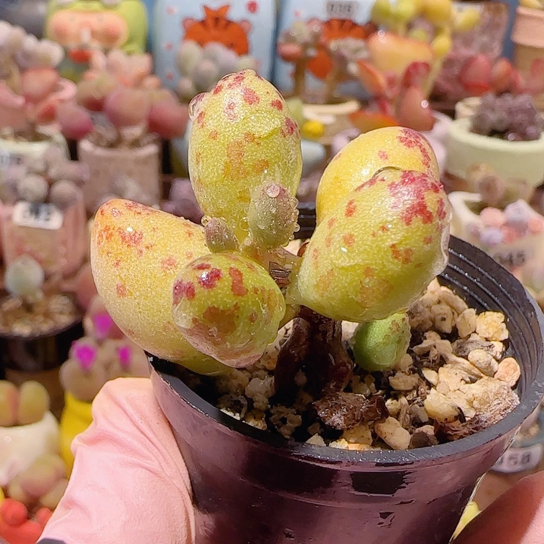 T肥肥 小黄鱼盆口5cm
