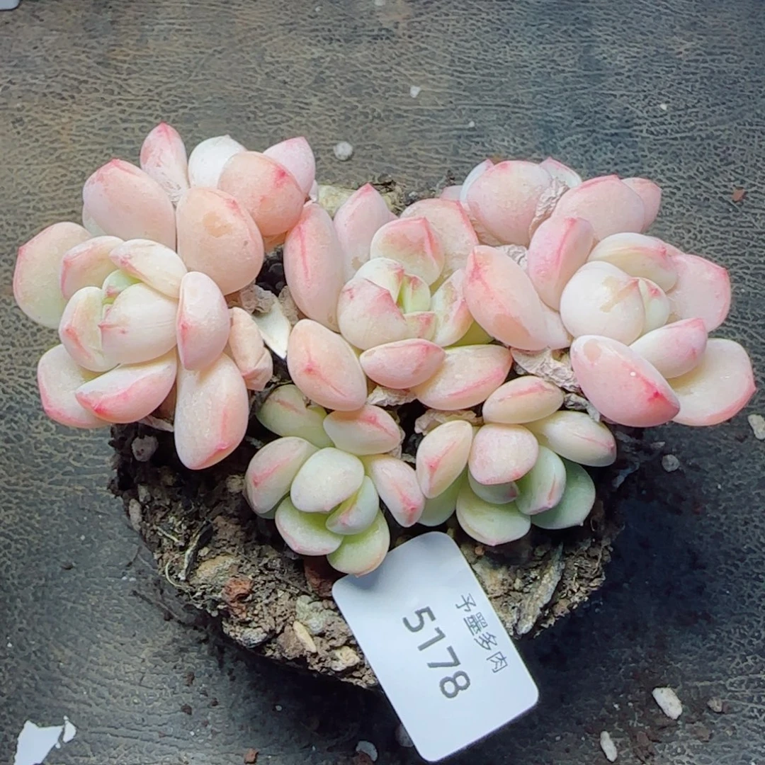 香草，5178多肉植物