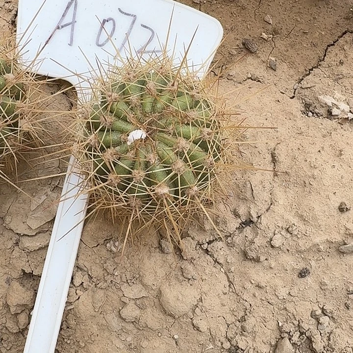 l*林A072,时光后代一颗