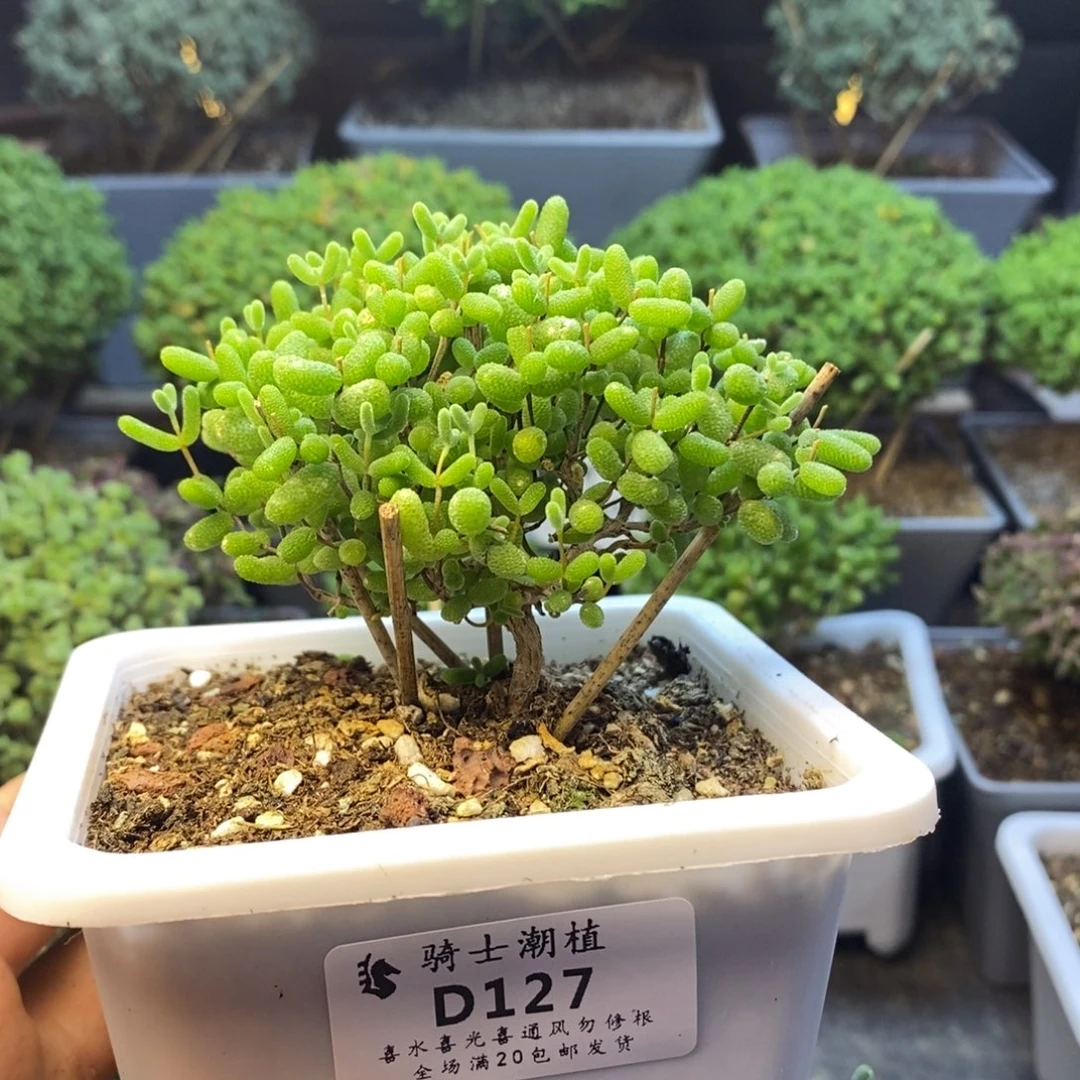 127蜜橘糖球枝干番杏