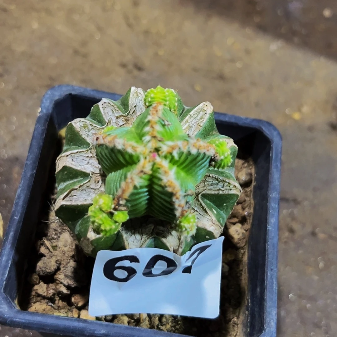 无花朵福利五星花龙群607
