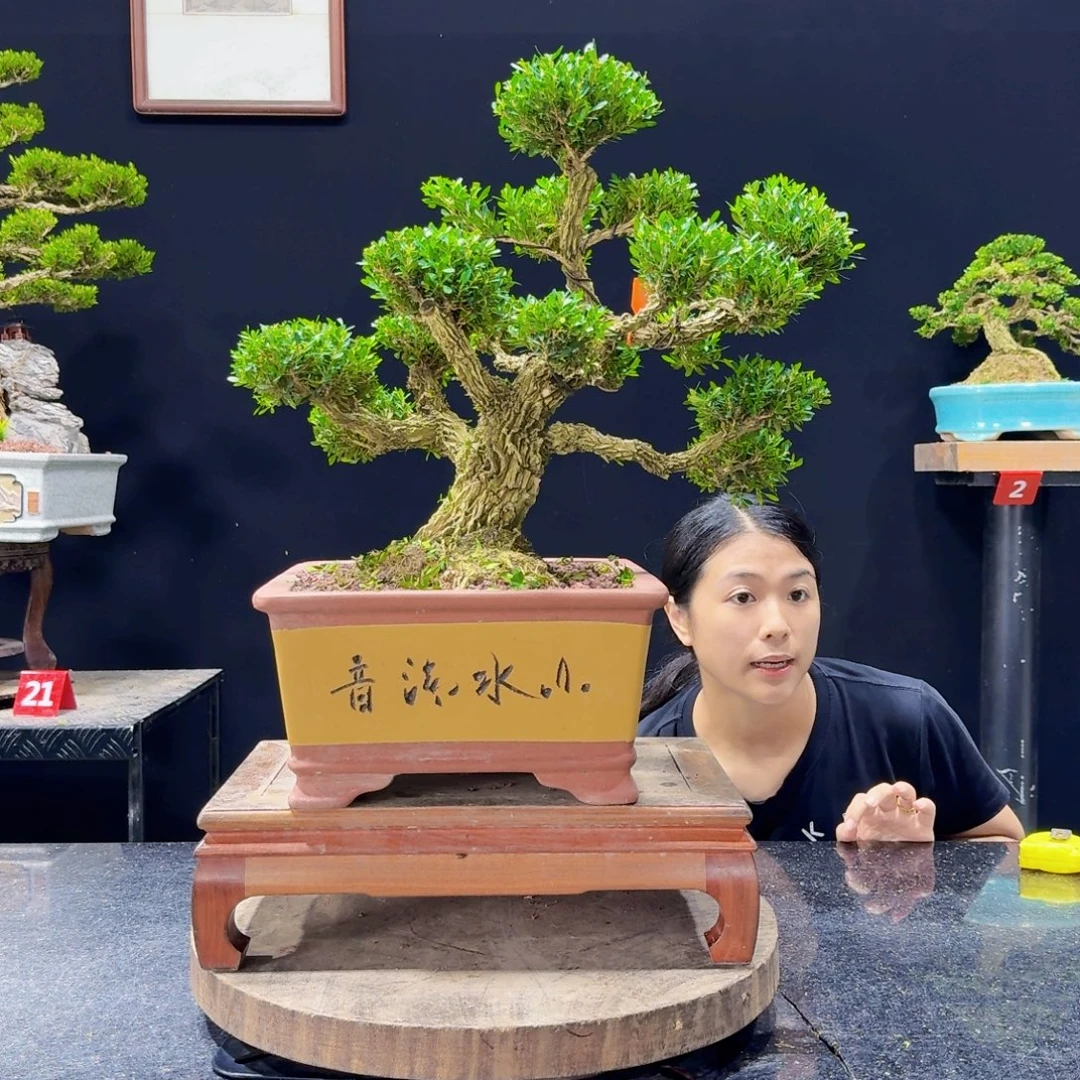 无花朵黄杨盆景四季常绿