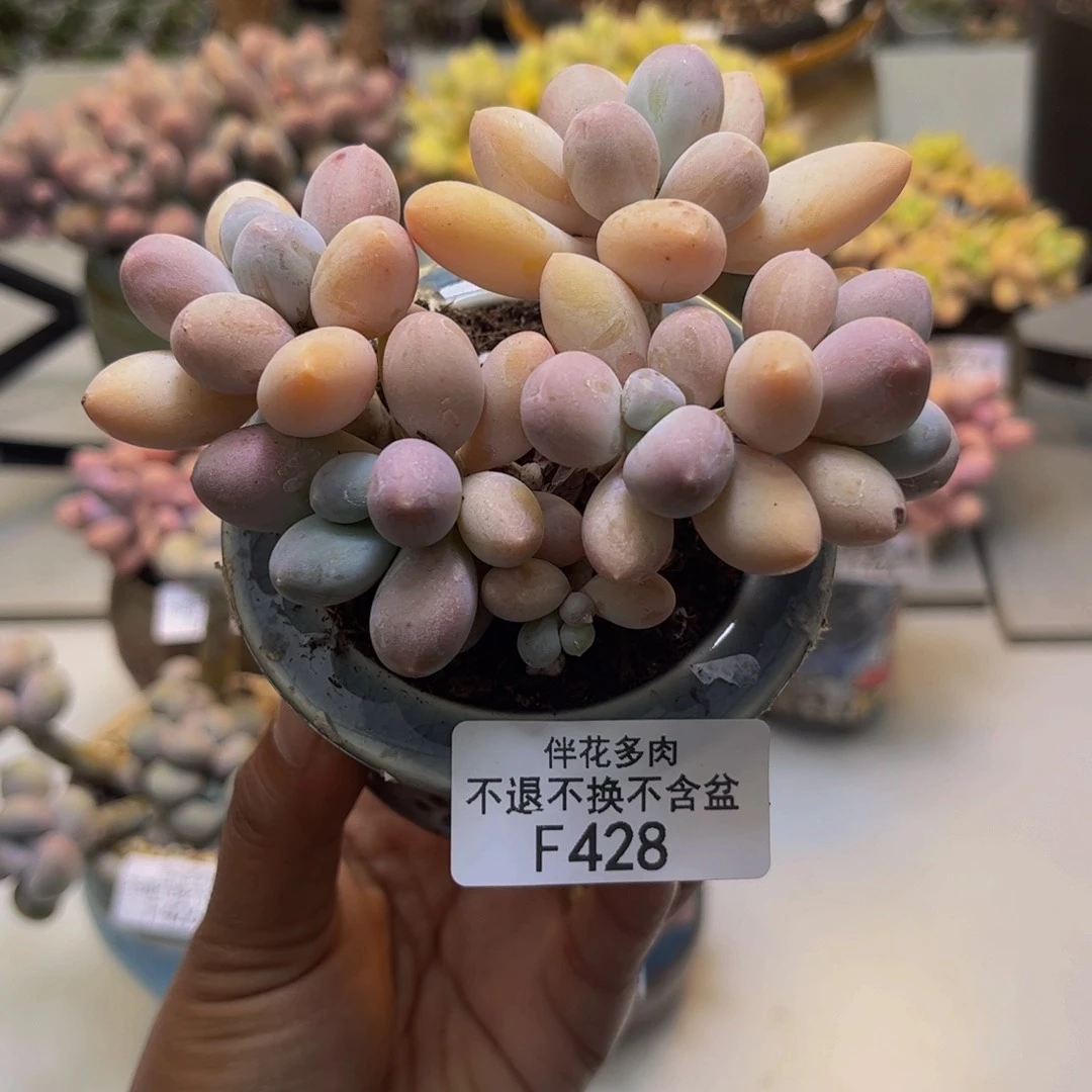 香水手指奶428/9cm多肉