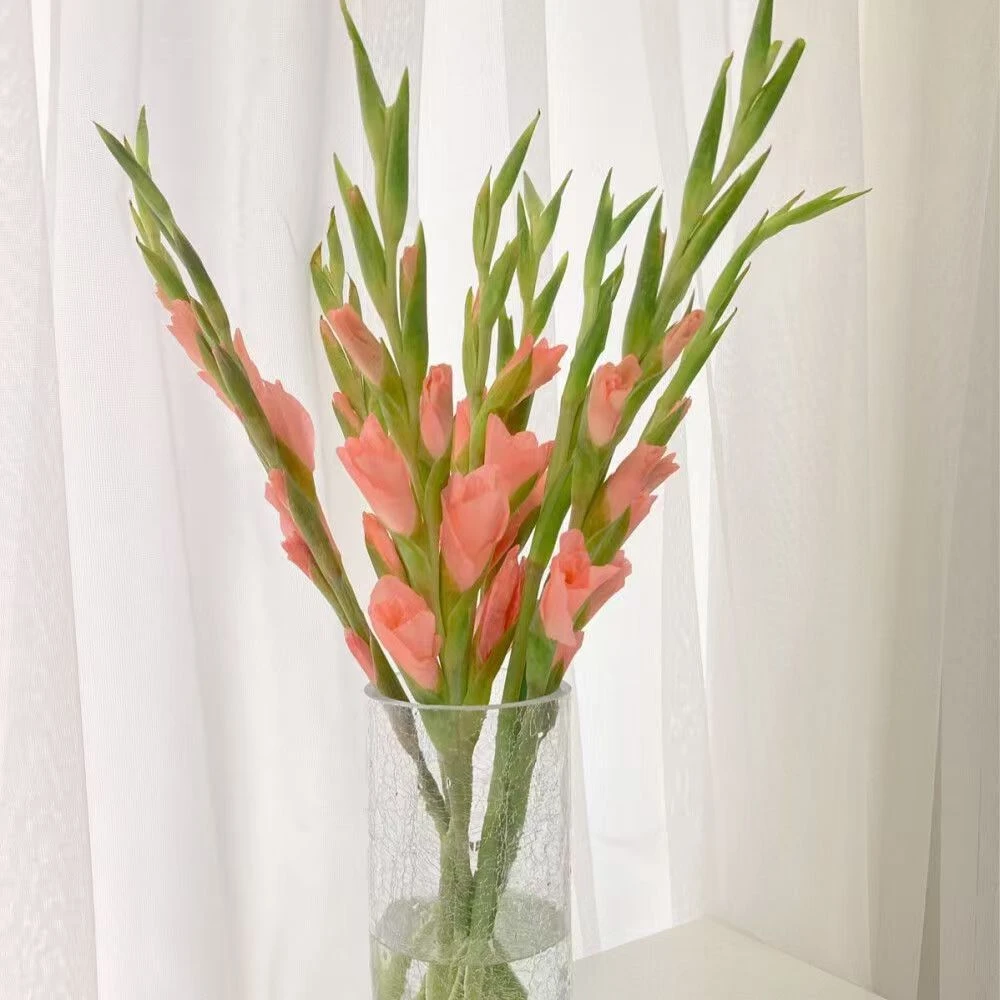 广州发货剑兰鲜花60-70cm年宵花家养发货后不支持退款