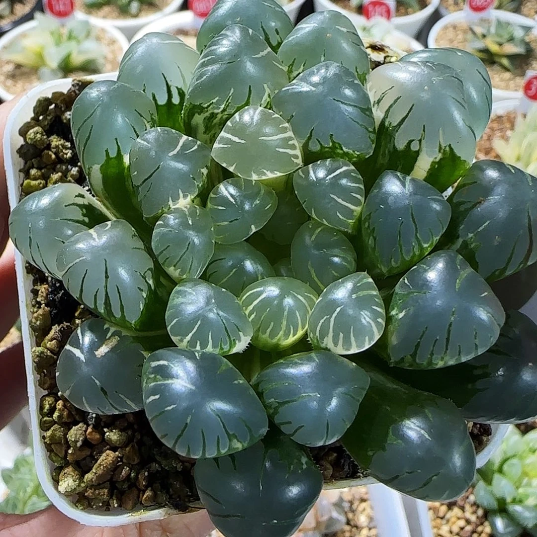 508号非组大窗冰灯玉露锦7.7左右一物一拍带盆土