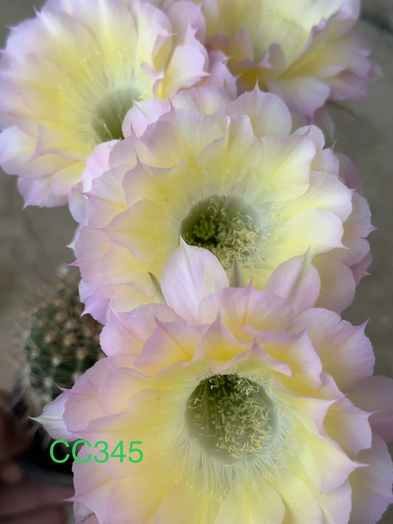 彩草无根侧芽歪CC345号