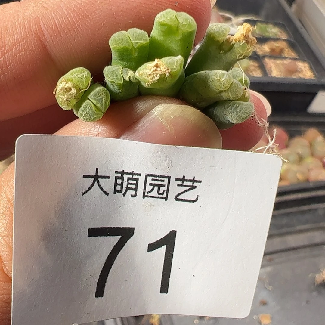 一物一拍。          71无售后。