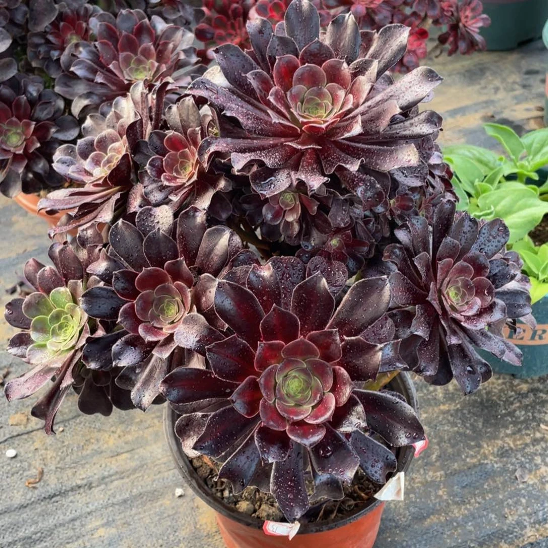 217华纳锦精品法师多肉