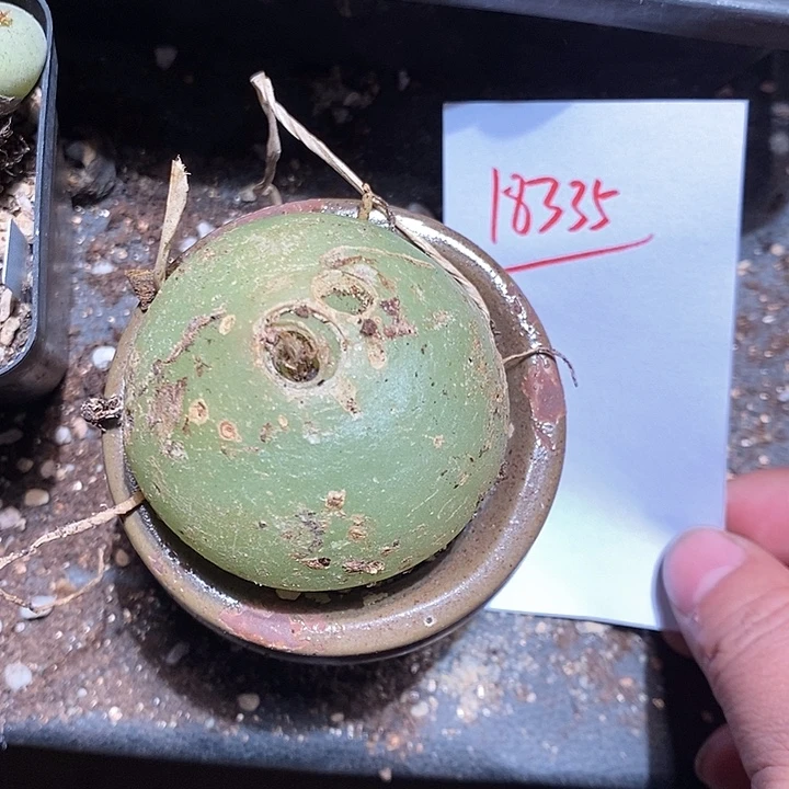 18335。  苍角殿。